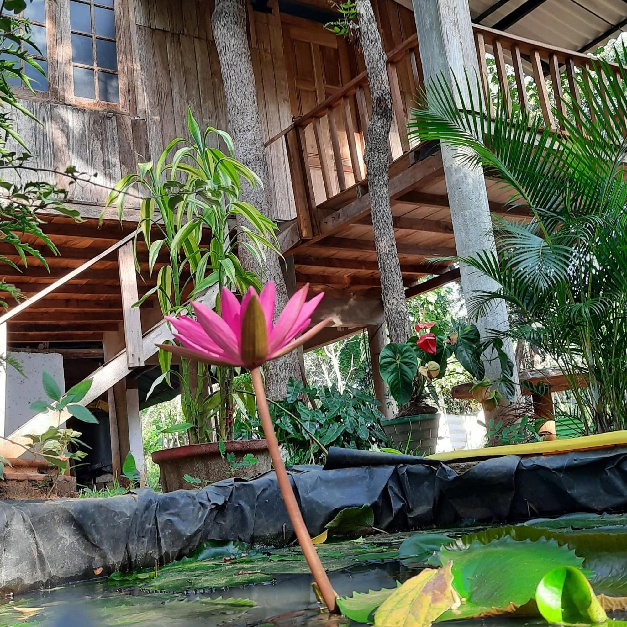 Ruk Sewana Villa Tree House Sigiriya Exteriér fotografie
